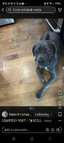 Dog for Adoption - Photo 4