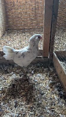 free Americana hen