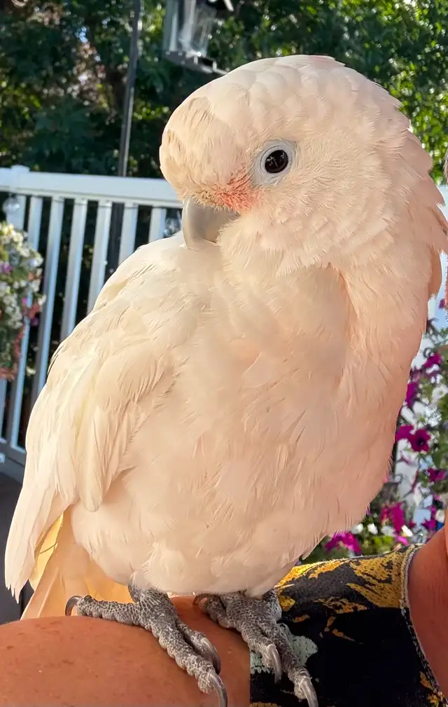 Cockatoo