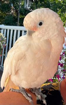 Cockatoo