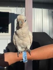 Cockatoo - Photo 2