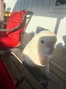 Cockatoo - Photo 3