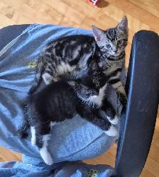 Chatons à vendre - Photo 2