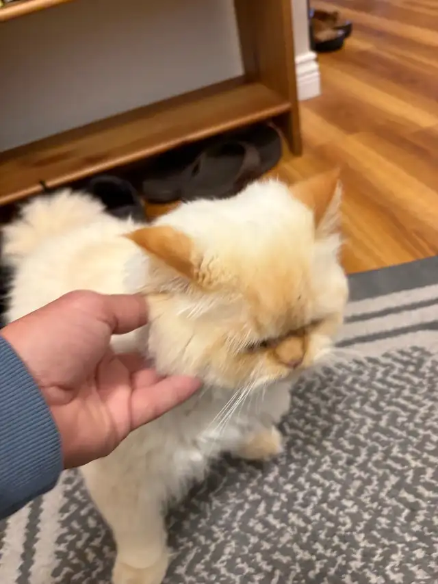 King Leo Persian Ragdoll Cross