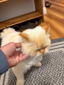 King Leo Persian Ragdoll Cross