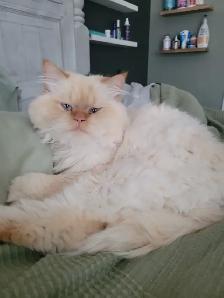 King Leo Persian Ragdoll Cross - Photo 2
