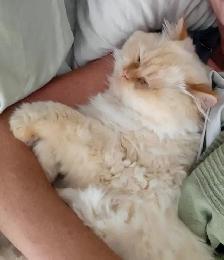King Leo Persian Ragdoll Cross - Photo 3