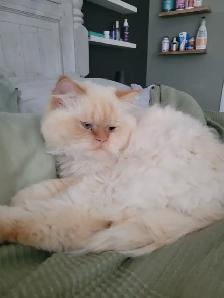 King Leo Persian Ragdoll Cross - Photo 4