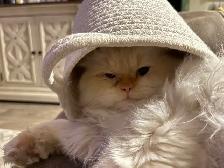 King Leo Persian Ragdoll Cross - Photo 5