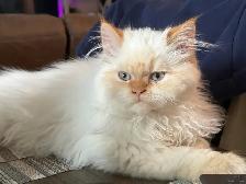 King Leo Persian Ragdoll Cross - Photo 6