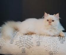 King Leo Persian Ragdoll Cross - Photo 7