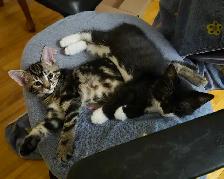 Chatons à vendre