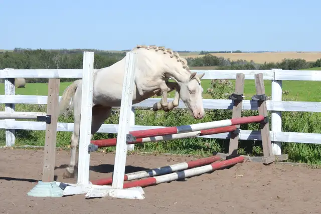 Two Superb Quality, Well Started Welsh Ponies!