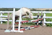 Two Superb Quality, Well Started Welsh Ponies!