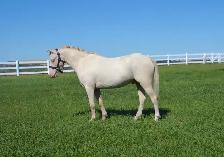 Two Superb Quality, Well Started Welsh Ponies! - Photo 2