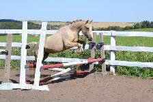 Two Superb Quality, Well Started Welsh Ponies! - Photo 3