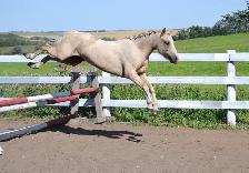 Two Superb Quality, Well Started Welsh Ponies! - Photo 4