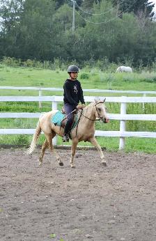 Two Superb Quality, Well Started Welsh Ponies! - Photo 5