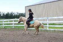 Two Superb Quality, Well Started Welsh Ponies! - Photo 6