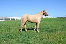 Two Superb Quality, Well Started Welsh Ponies! - Photo 7
