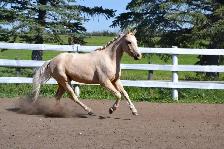 Two Superb Quality, Well Started Welsh Ponies! - Photo 8