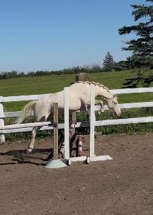 Two Superb Quality, Well Started Welsh Ponies! - Photo 9
