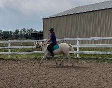 Two Superb Quality, Well Started Welsh Ponies! - Photo 10
