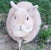 Lapin nain mâle Néerlandais blond pure race - Photo 2