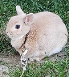 Lapin nain mâle Néerlandais blond pure race - Photo 3