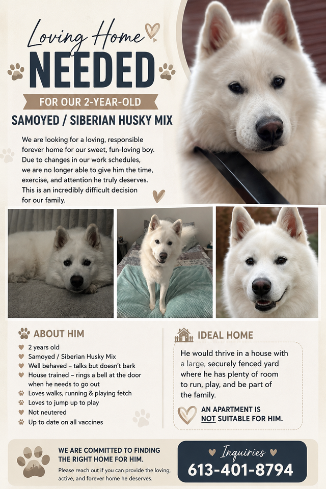 Cujo Looking for His Forever Home ❤️