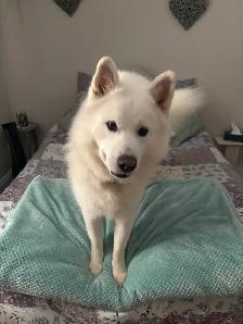 Cujo Looking for His Forever Home ❤️ - Photo 2