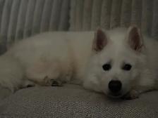 Cujo Looking for His Forever Home ❤️ - Photo 3