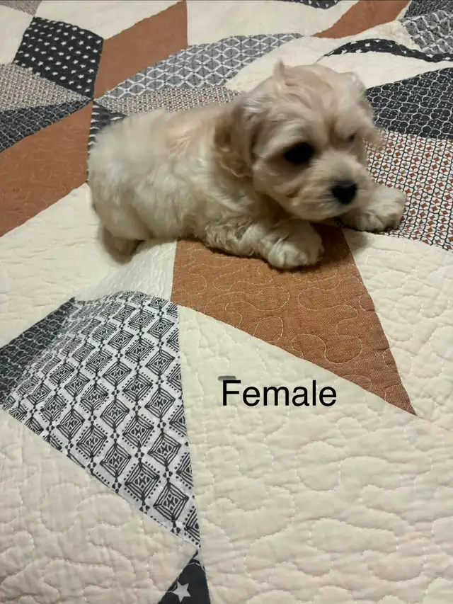 Bichon Cocker pups