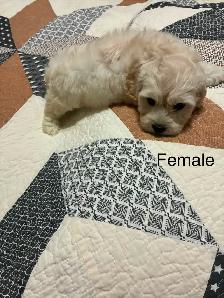 Bichon Cocker pups - Photo 2