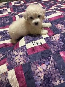 Bichon Cocker pups - Photo 3