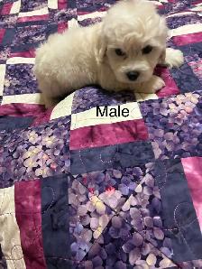 Bichon Cocker pups - Photo 4