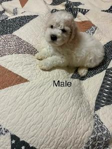 Bichon Cocker pups - Photo 5
