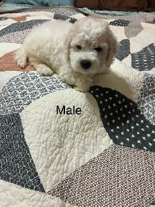 Bichon Cocker pups - Photo 6