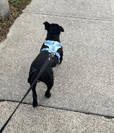 AMAZING PUP - Photo 7