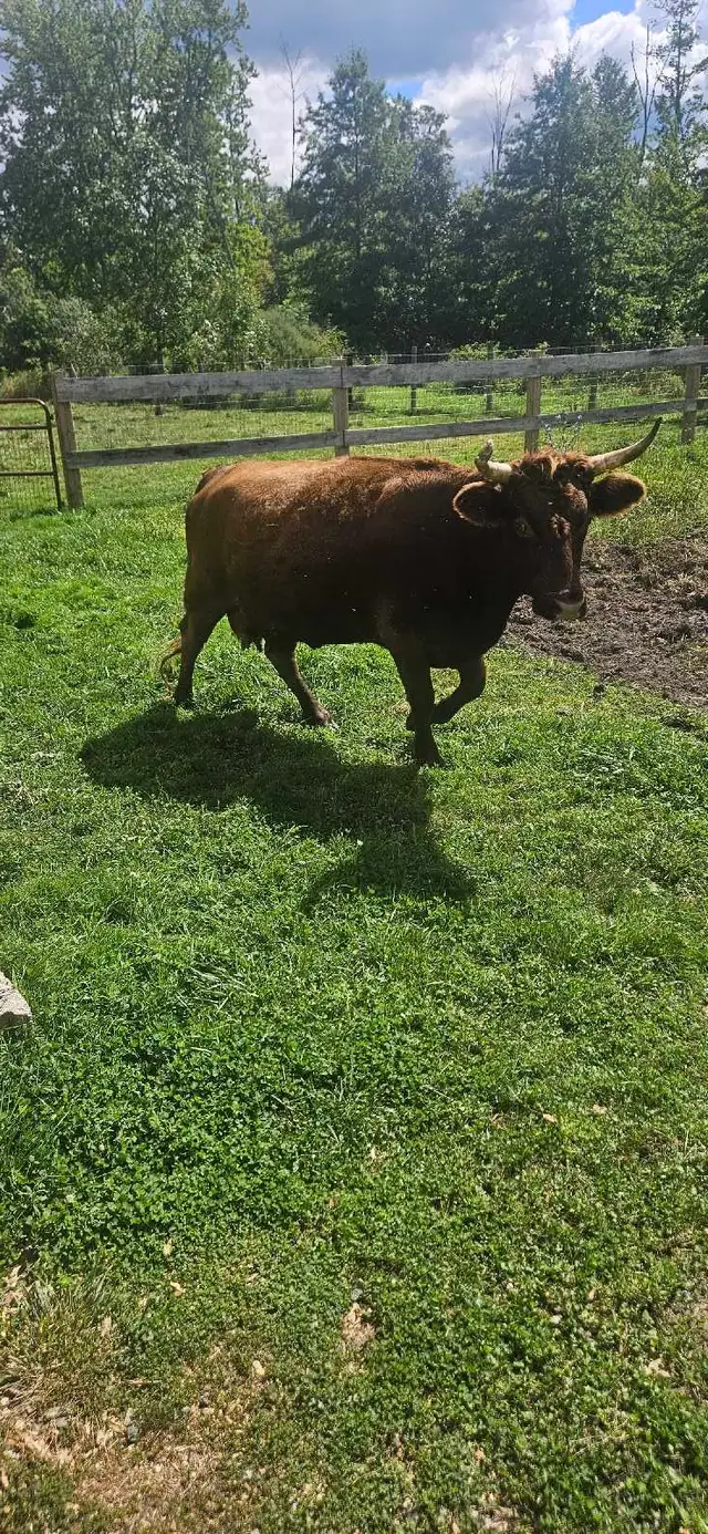 Dexter milking cow