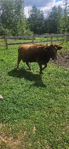 Dexter milking cow