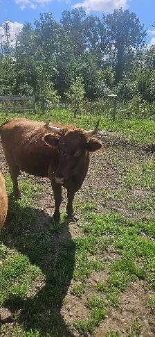 Dexter milking cow - Photo 3