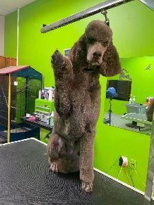 Cat and Dog Grooming! Weekend appts - Photo 3