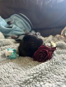 male Guinea pig