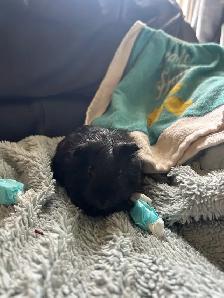 male Guinea pig - Photo 2