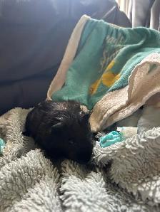 male Guinea pig - Photo 3