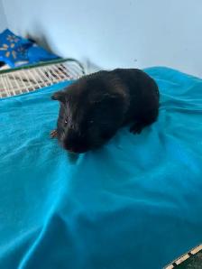 male Guinea pig - Photo 4