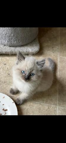 Ragdoll Kittens!