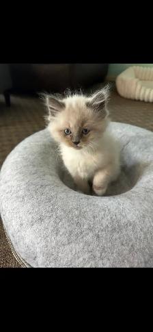 Ragdoll Kittens! - Photo 2