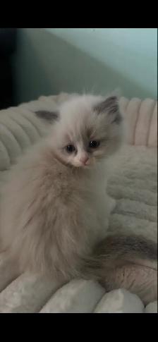 Ragdoll Kittens! - Photo 3